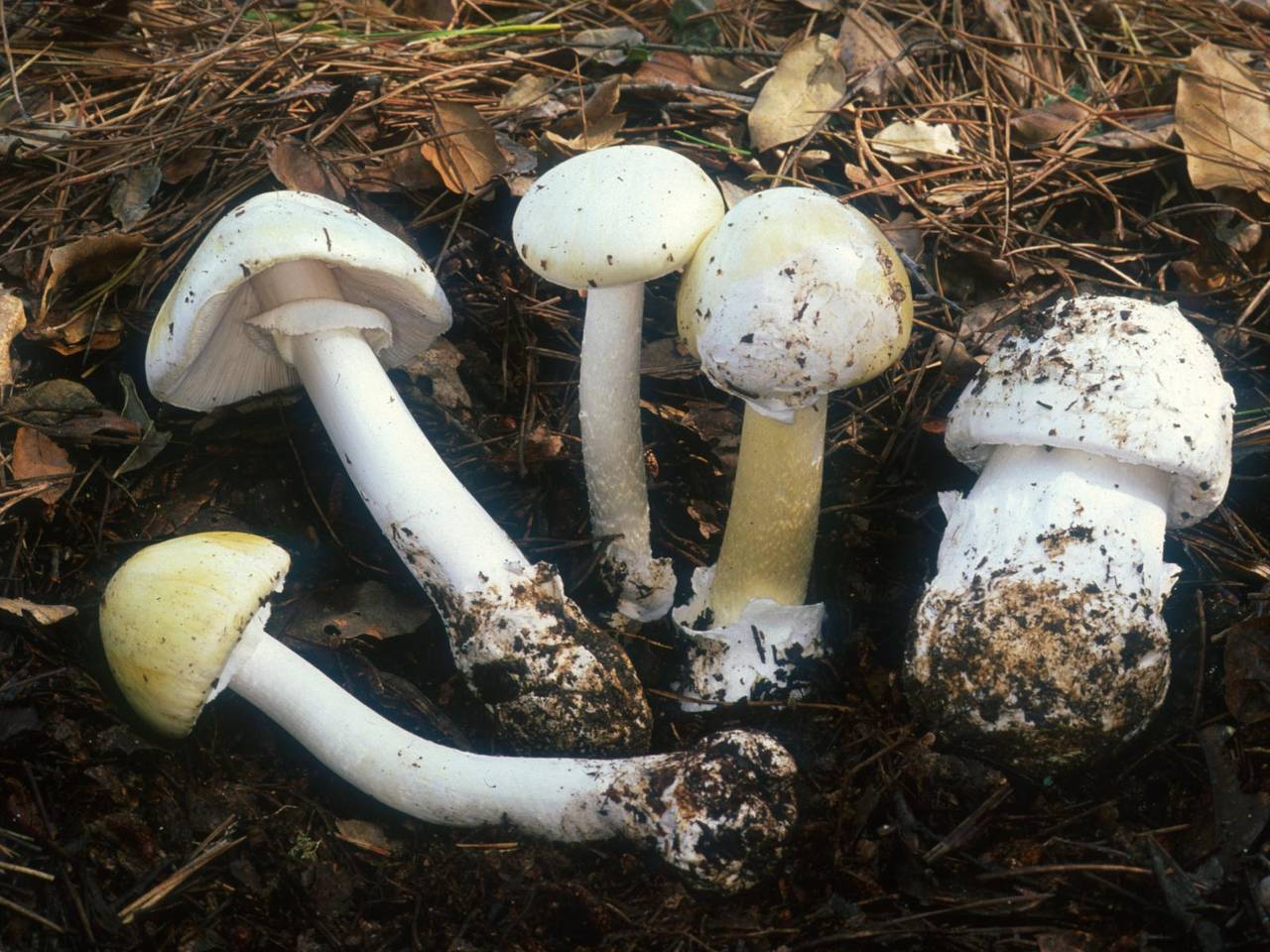 Amanita Phalloides Dissertation