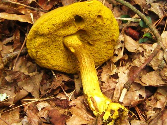 Ornate Stalked Bolete Nps Prince William Forest Park Fungi Inaturalist