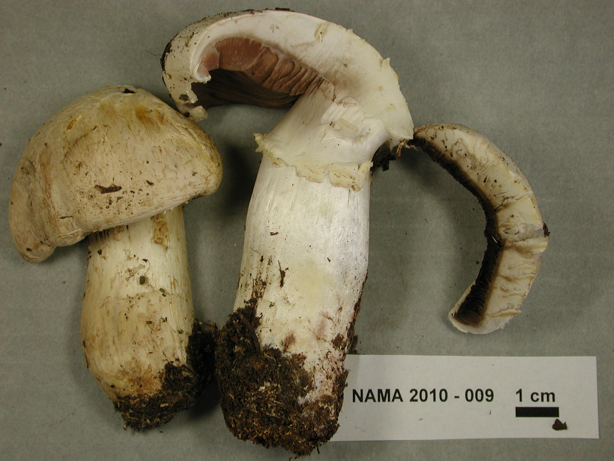 Agaricus chionodermus image