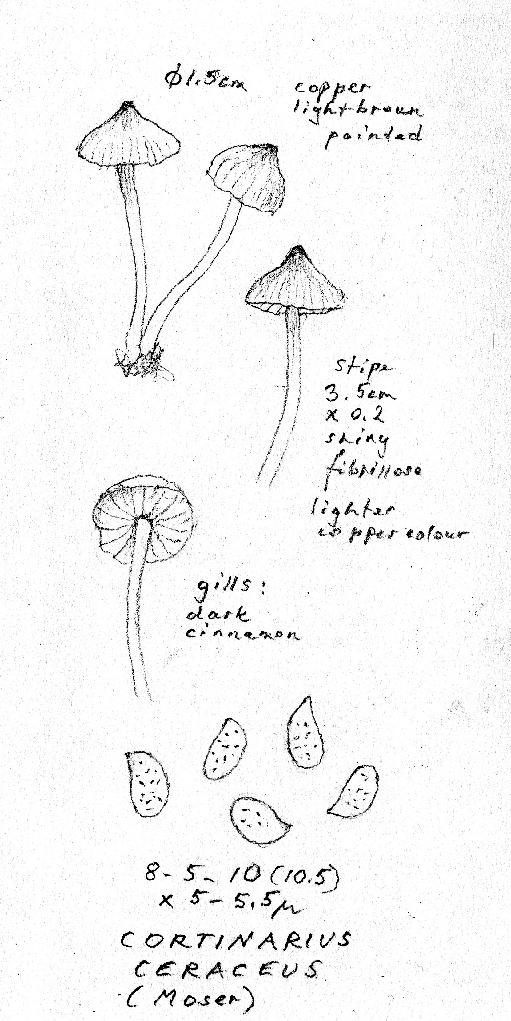 Cortinarius ceraceus image
