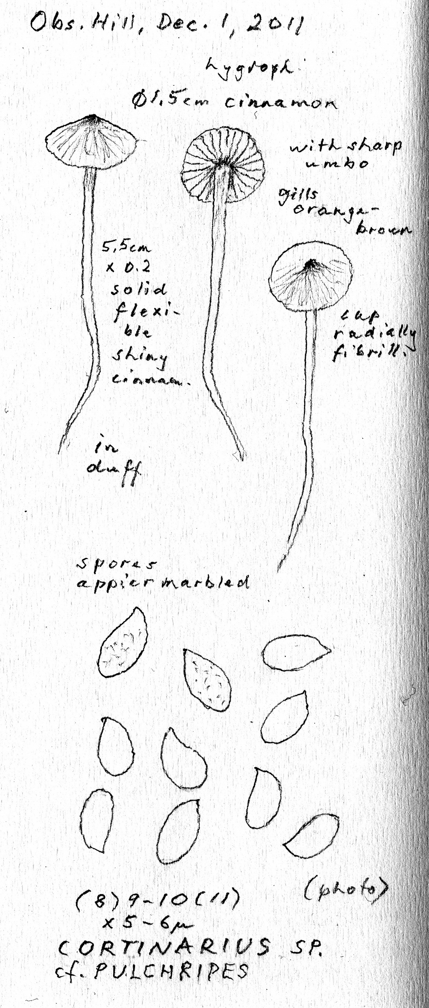 Cortinarius pulchripes image