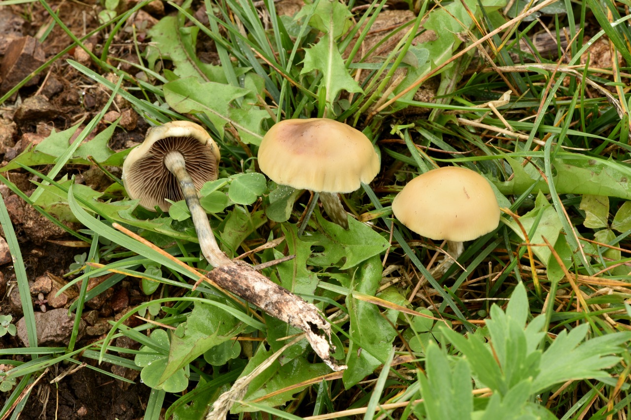 mushroom　0120 s-l400.jpg