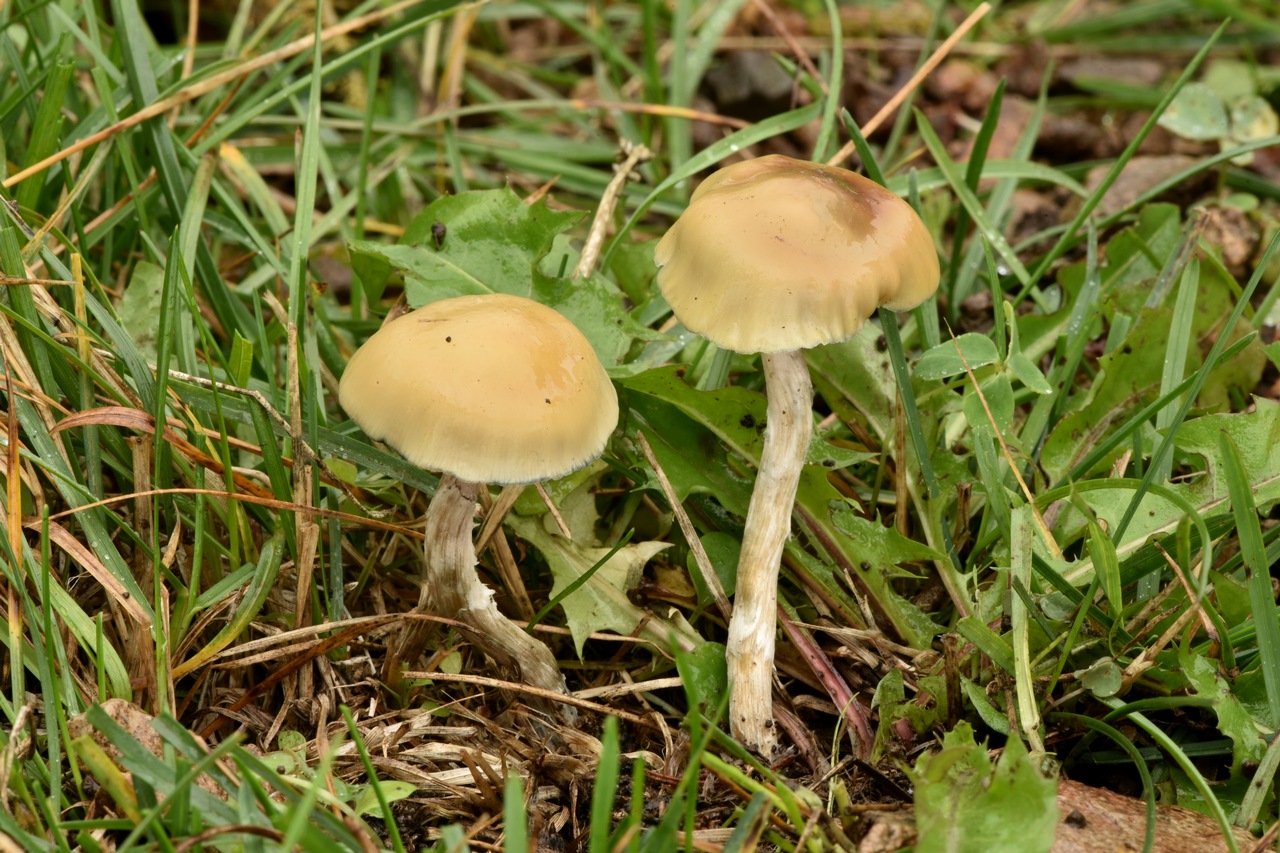 mushroom　0120 MyCoPortal Detailed Collection Record Information
