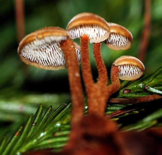 Auriscalpium vulgare (Species with Funny English Common Names