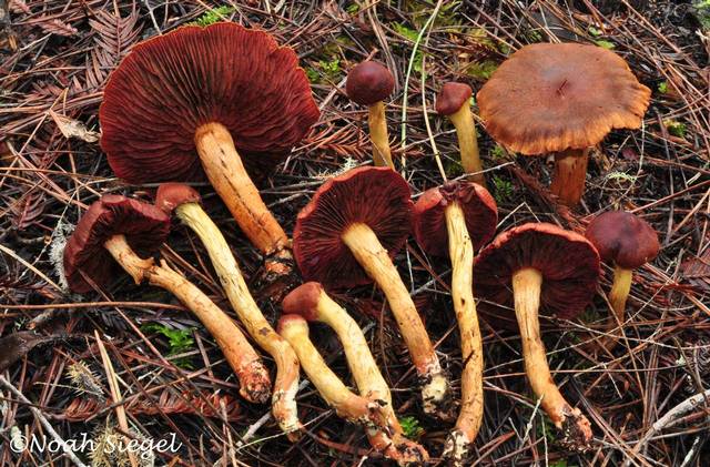 Cortinarius smithii iNaturalist