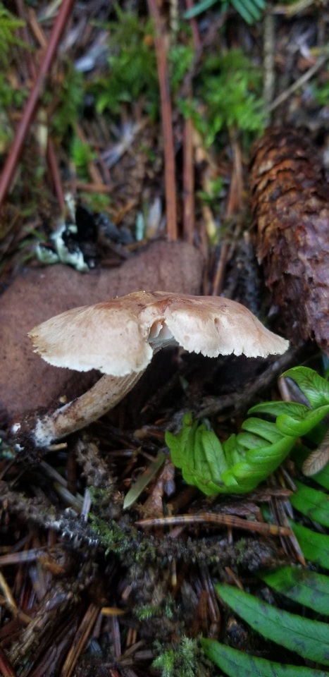 Neolentinus kauffmanii image