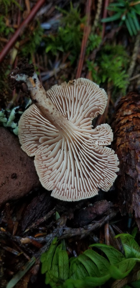 Neolentinus kauffmanii image