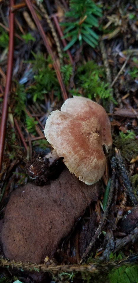 Neolentinus kauffmanii image
