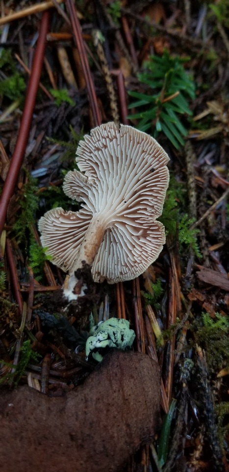 Neolentinus kauffmanii image