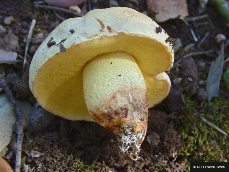 Boletus impolitus image