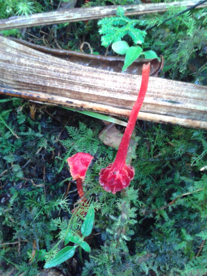 Hygrocybe trinitensis image
