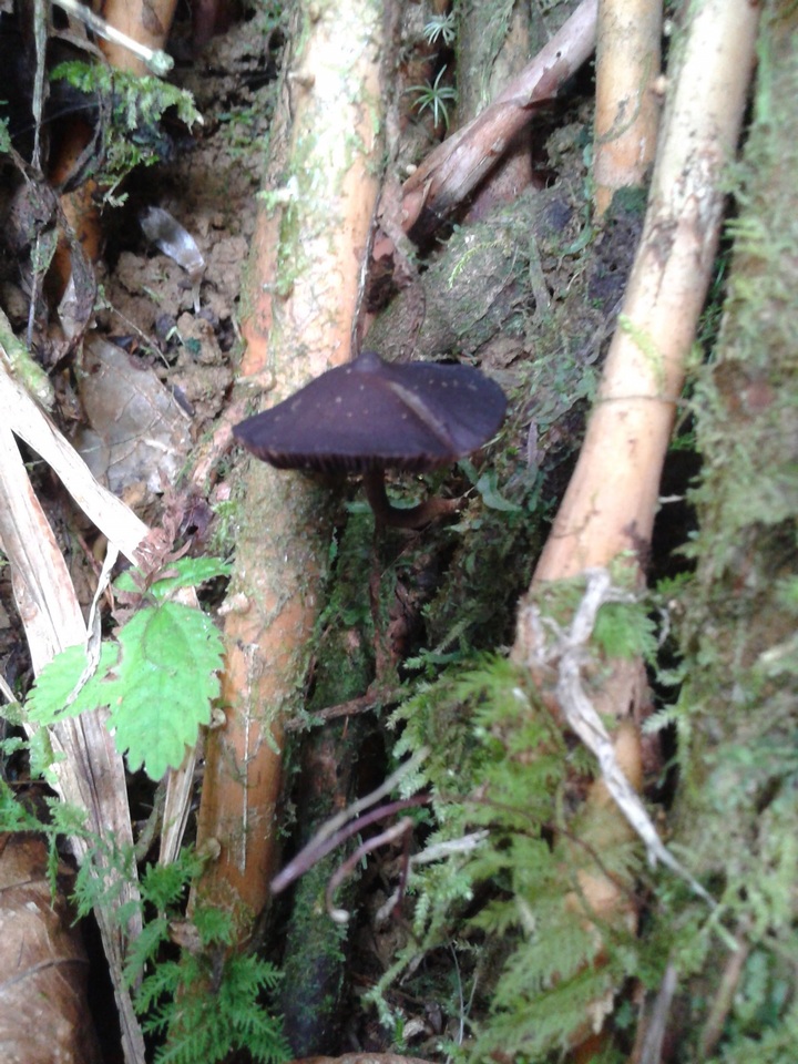 Psilocybe guilartensis image