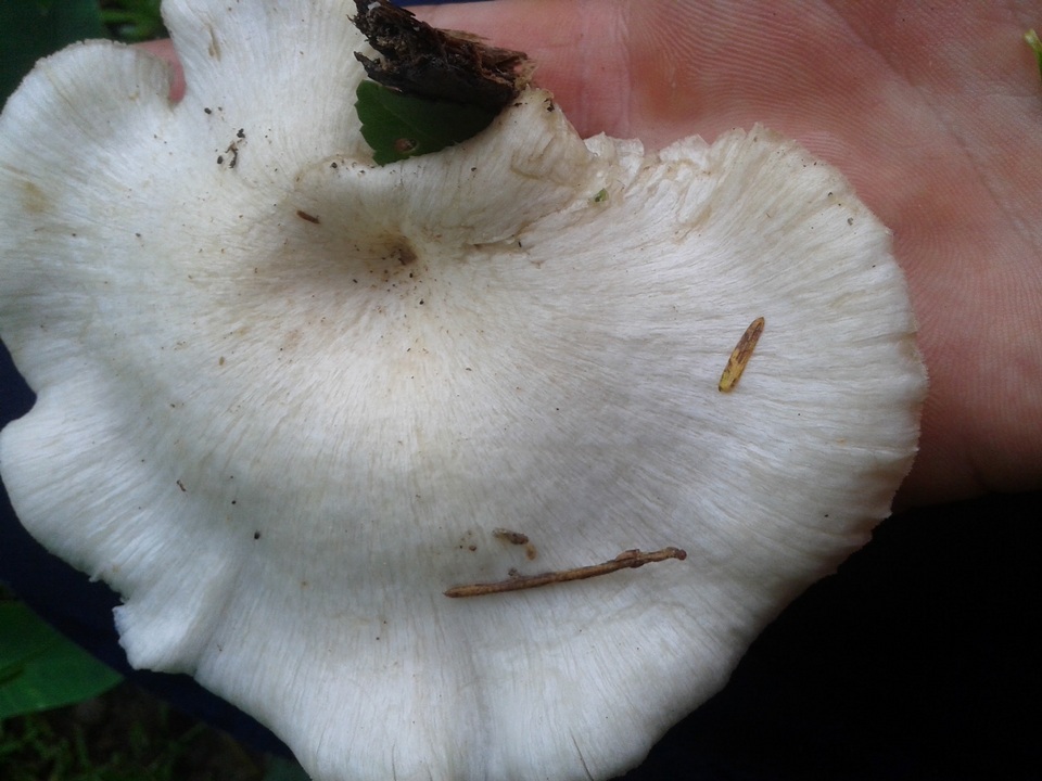 Lentinus scleropus image