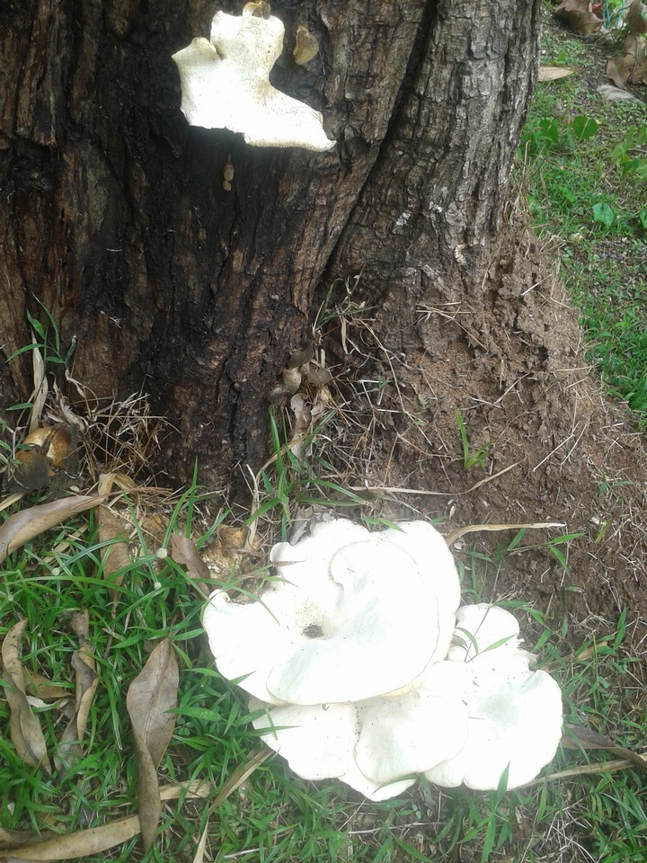 Lentinus scleropus image