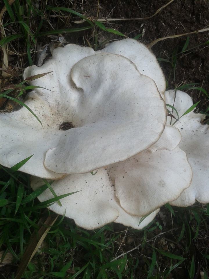 Lentinus scleropus image
