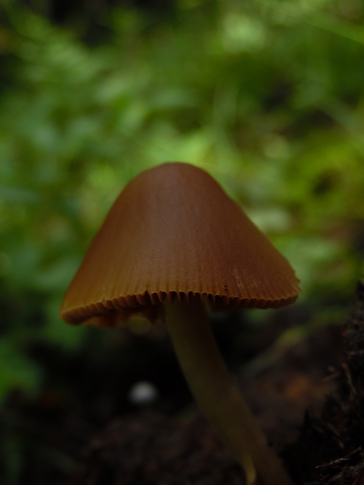 Conocybe incarnata image