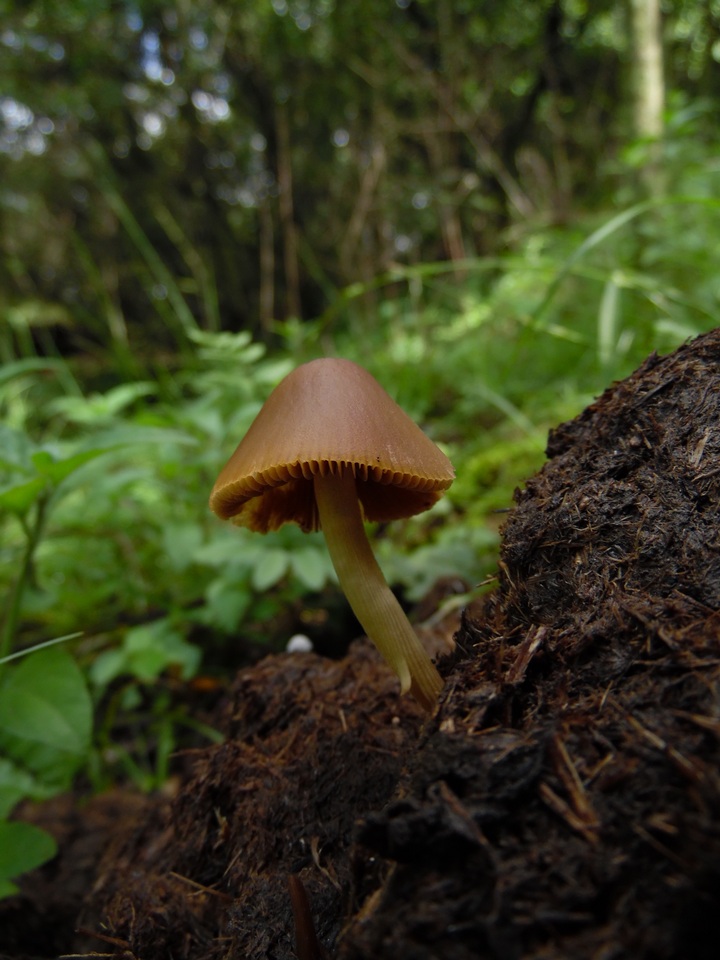Conocybe incarnata image