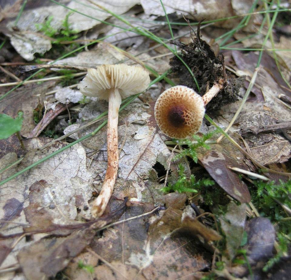Lepiota tomentella image