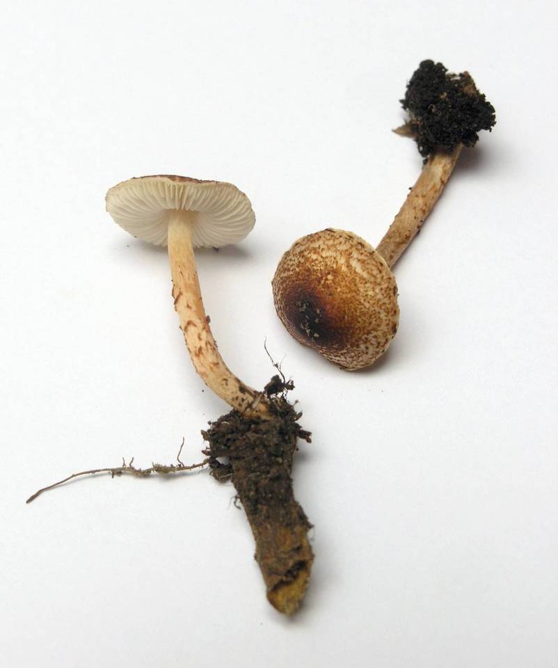 Lepiota tomentella image