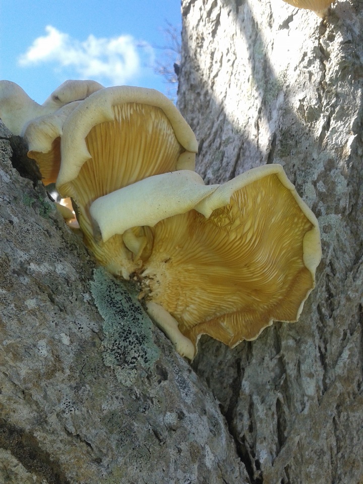 Lentinus scleropus image