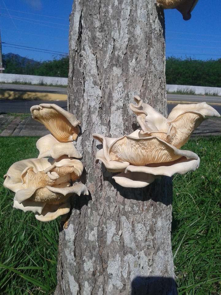 Lentinus scleropus image