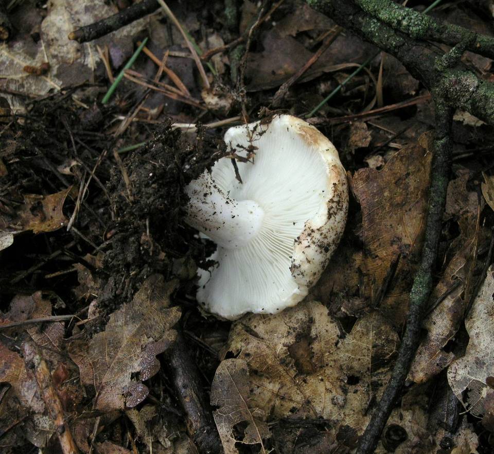 Russula chloroides image