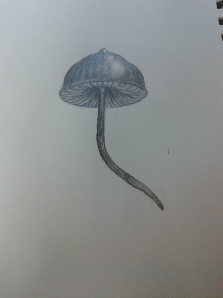 Psilocybe guilartensis image