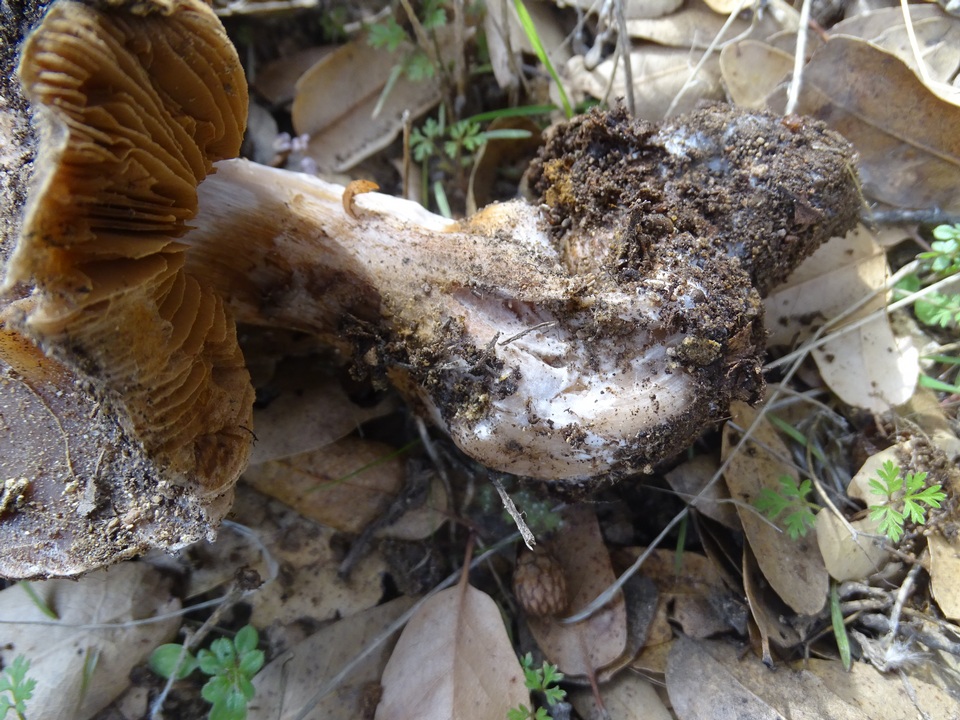 Cortinarius wahkiacus image