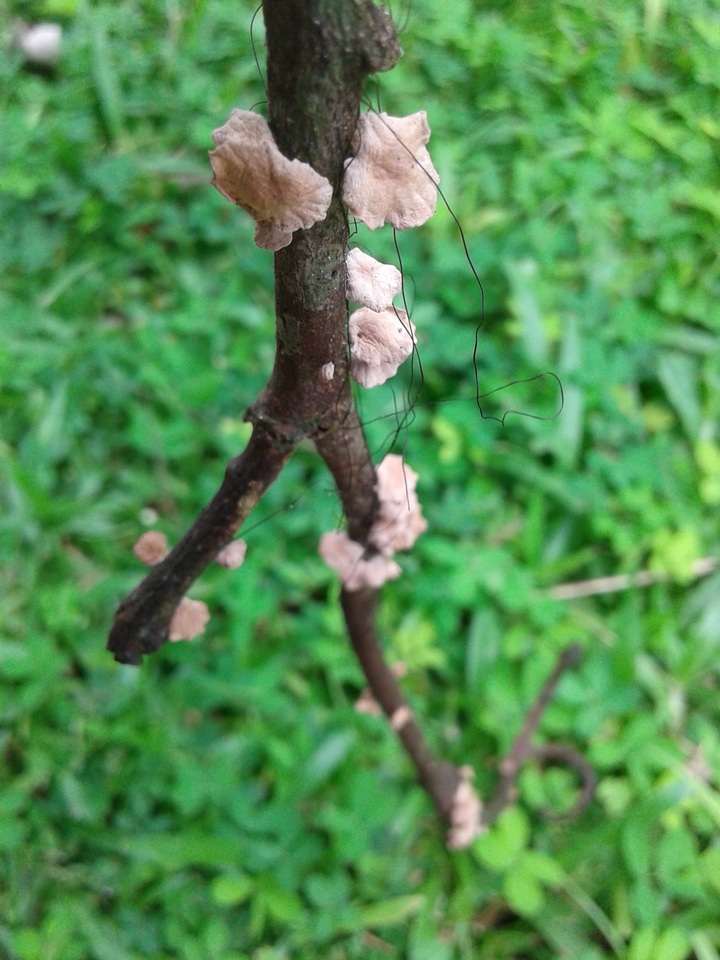 Marasmius crinis-equi image