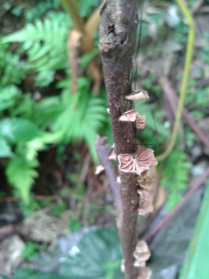 Marasmius crinis-equi image