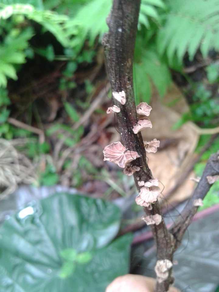 Marasmius crinis-equi image