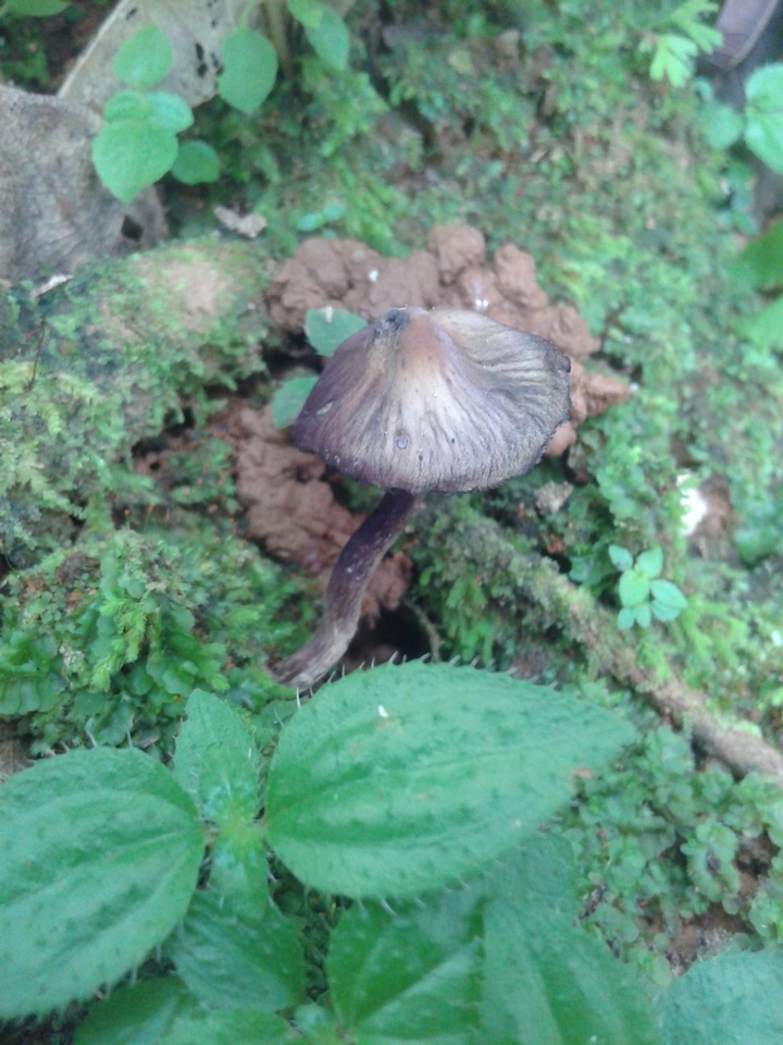 Psilocybe guilartensis image