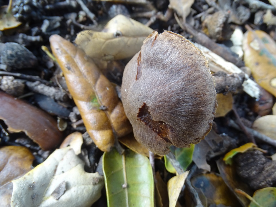 Cortinarius vinaceobrunneus image