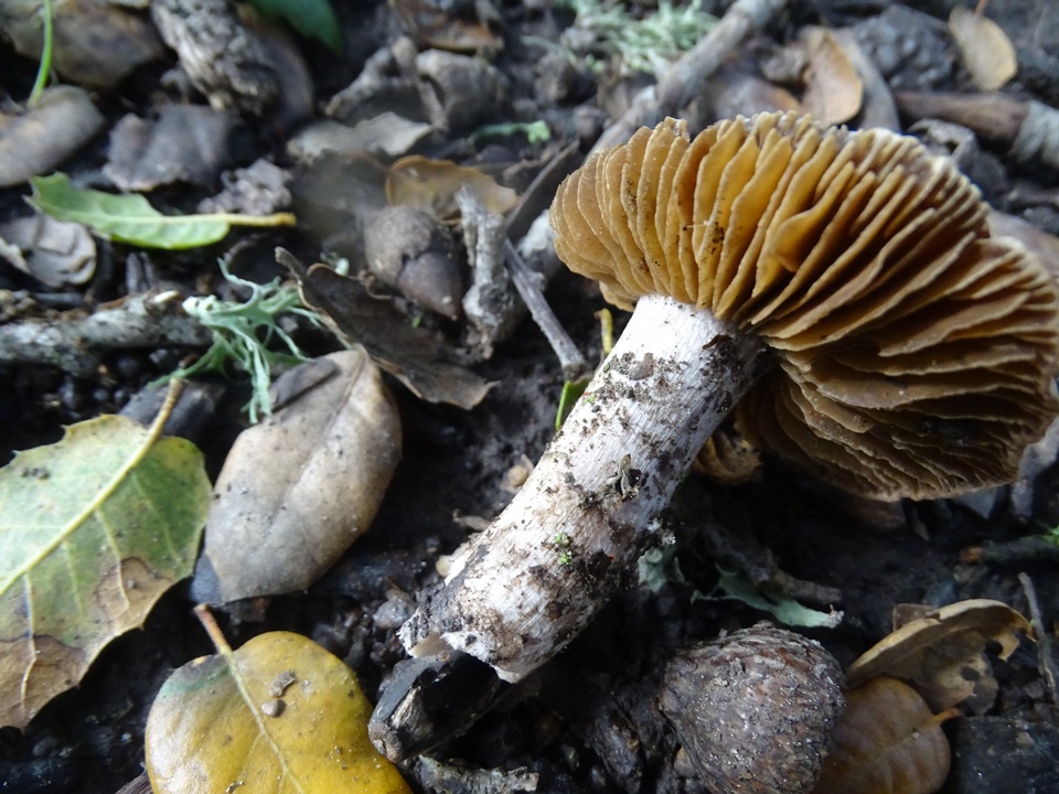 Cortinarius vinaceobrunneus image