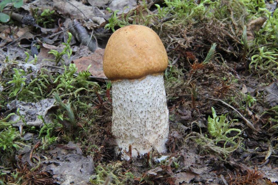 Leccinum boreale image