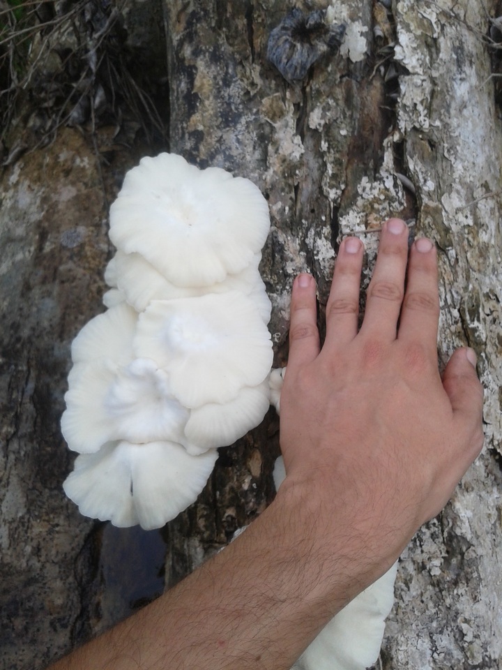 Lentinus scleropus image