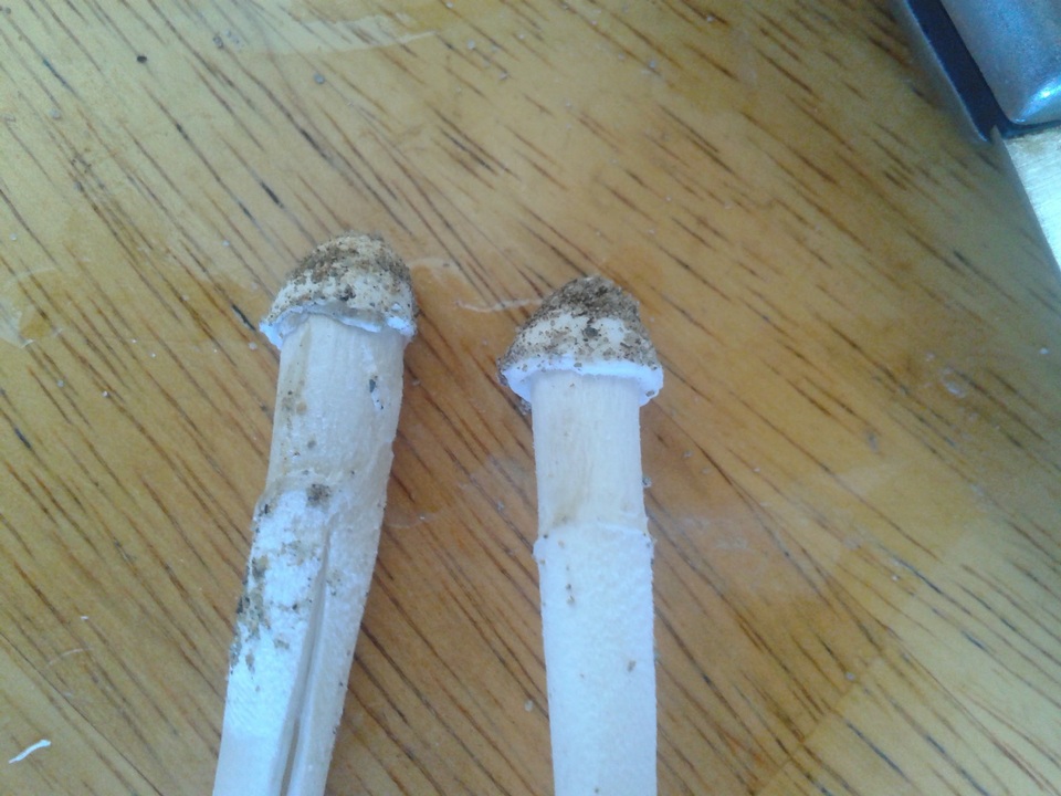 Amanita arenicola image