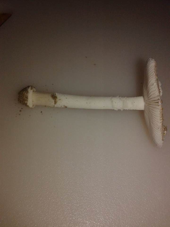 Amanita arenicola image