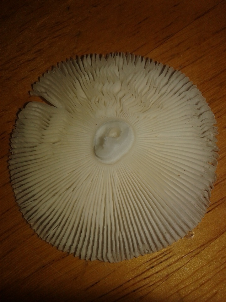 Amanita arenicola image
