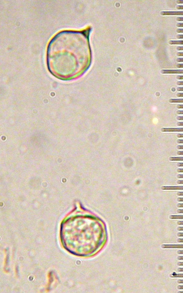 Entoloma pseudopapillatum image
