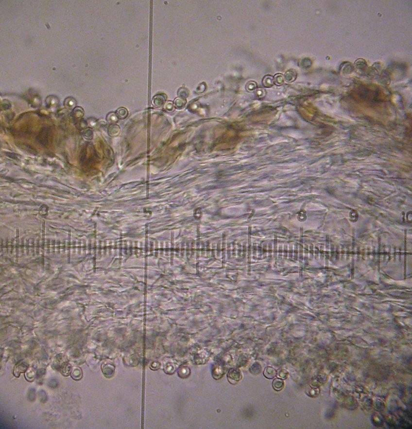 Pluteus phlebophorus image