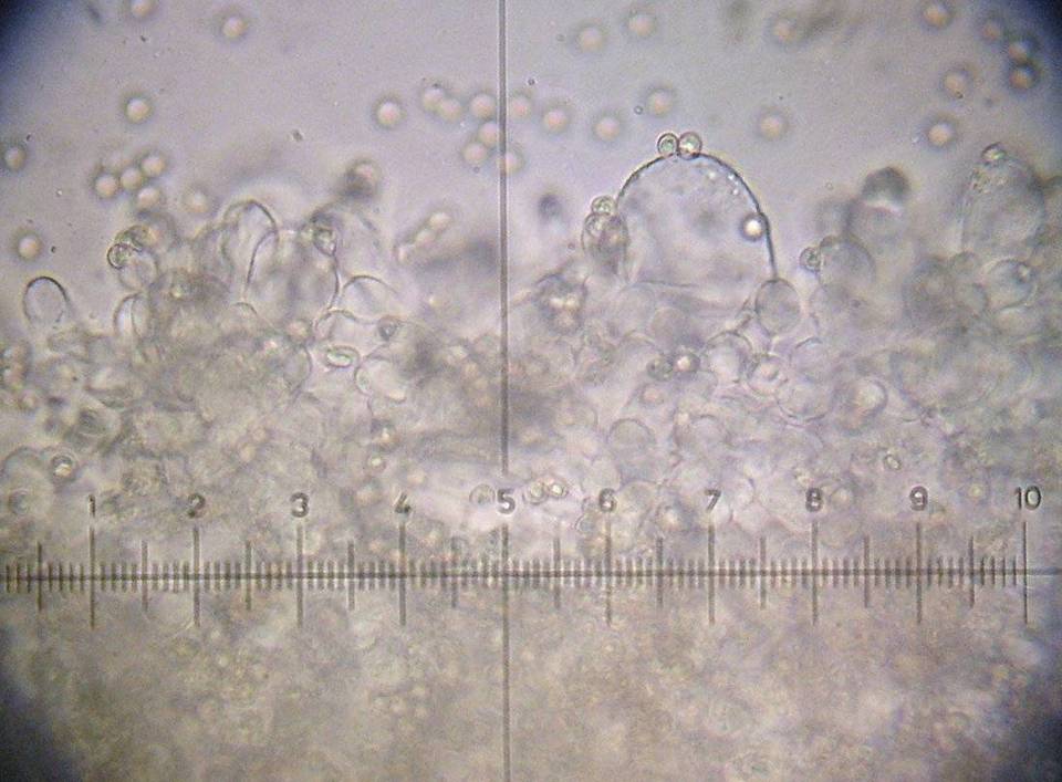 Pluteus phlebophorus image