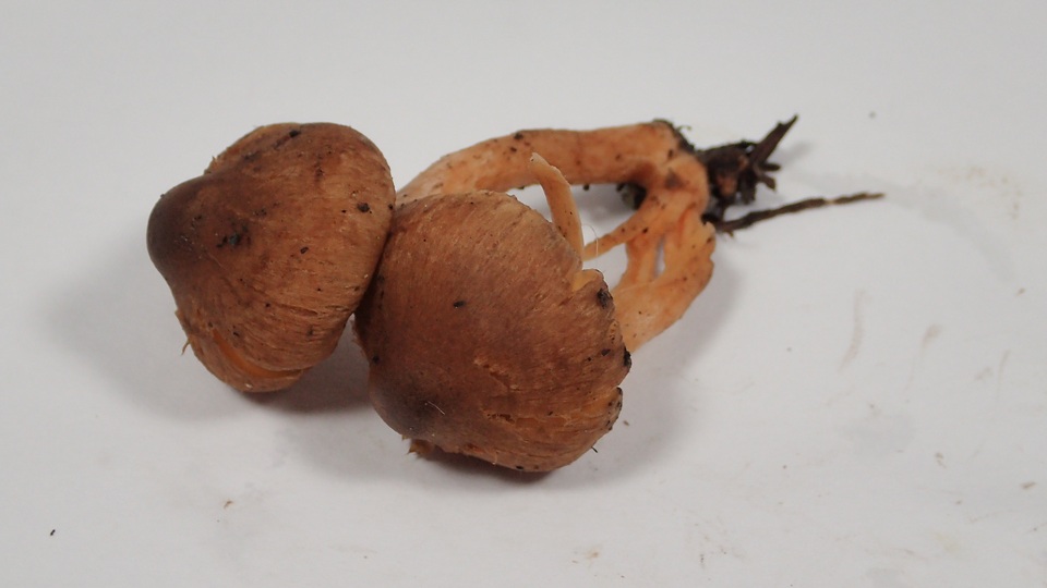 Inocybe cinnamomea image