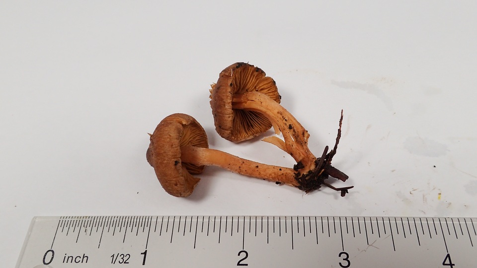 Inocybe cinnamomea image