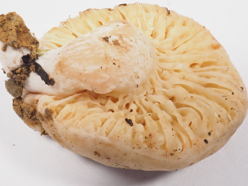 Lactarius desjardinii image