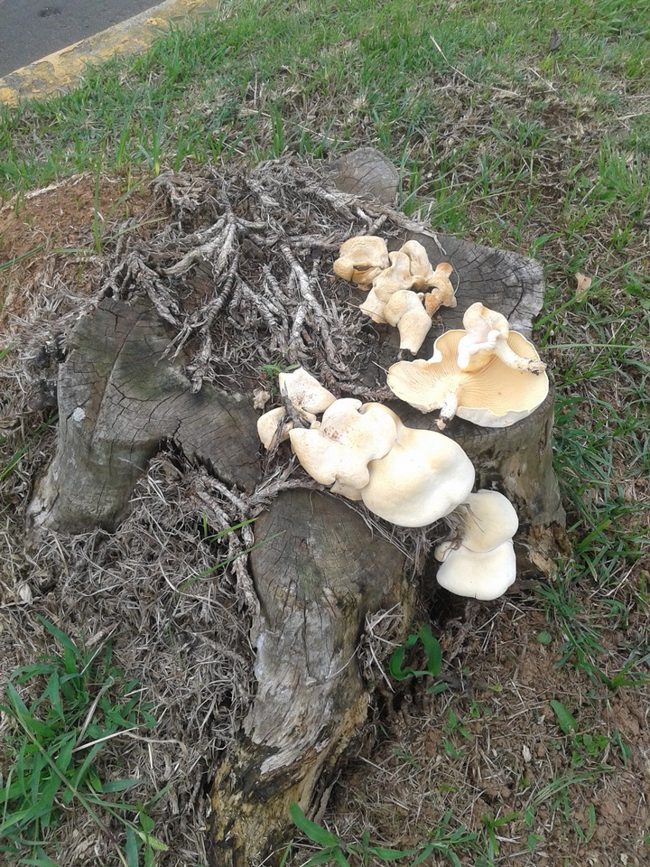 Lentinus scleropus image