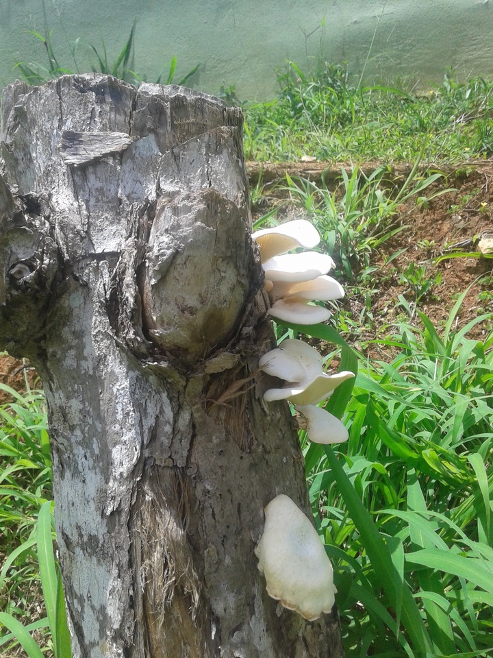 Lentinus scleropus image