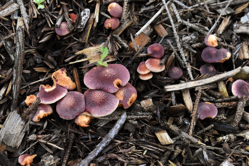 Gymnopilus dilepis image
