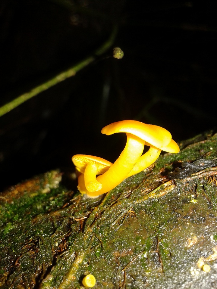 Tricholomopsis aurea image