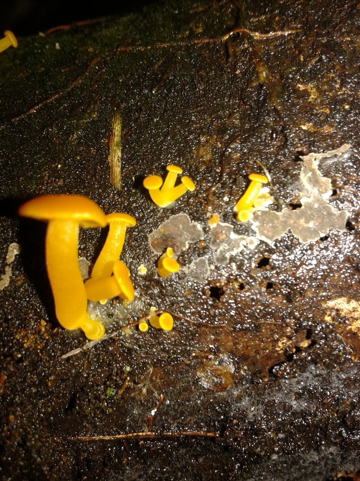 Tricholomopsis aurea image